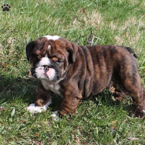 Carter, English Bulldog Puppy